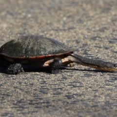 Chelodina longicollis at Fyshwick, ACT - 25 Aug 2023 02:16 PM