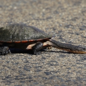 Chelodina longicollis at Fyshwick, ACT - 25 Aug 2023 02:16 PM