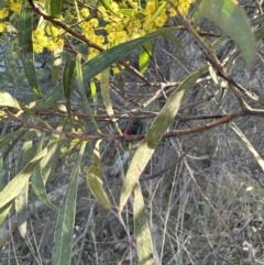 Acacia rubida (Red-stemmed Wattle, Red-leaved Wattle) at Aranda Bushland - 26 Aug 2023 by lbradley