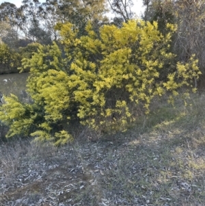 Acacia rubida at Yarralumla, ACT - 26 Aug 2023