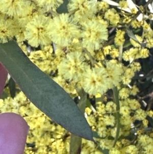 Acacia rubida at Yarralumla, ACT - 26 Aug 2023