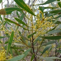 Acacia obtusata (Blunt-leaf Wattle) at Lower Borough, NSW - 7 Jun 2023 by RobG1