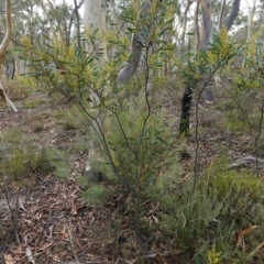 Acacia obtusata at Lower Borough, NSW - 7 Jun 2023
