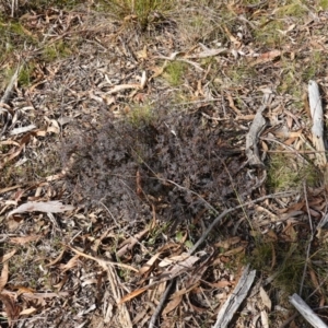 Gompholobium minus at Lower Borough, NSW - 7 Jun 2023 11:42 AM