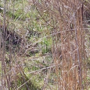 Synoicus ypsilophorus at Chapman, ACT - 26 Aug 2023