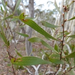 Hakea dactyloides (Finger Hakea) at Nadgigomar Nature Reserve - 7 Jun 2023 by RobG1