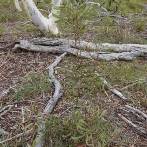 Hakea dactyloides at Lower Borough, NSW - 7 Jun 2023 11:57 AM