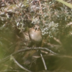 Petroica phoenicea (Flame Robin) at Charleys Forest, NSW - 26 Aug 2023 by LisaH