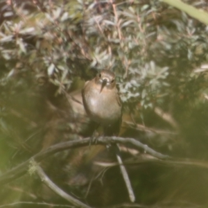 Petroica phoenicea at Charleys Forest, NSW - 26 Aug 2023