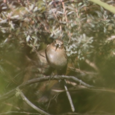 Petroica phoenicea (Flame Robin) at Mongarlowe River - 26 Aug 2023 by LisaH