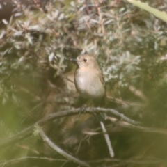 Petroica phoenicea at Charleys Forest, NSW - 26 Aug 2023