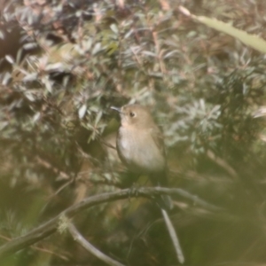 Petroica phoenicea at Charleys Forest, NSW - 26 Aug 2023