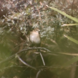 Petroica phoenicea at Charleys Forest, NSW - 26 Aug 2023