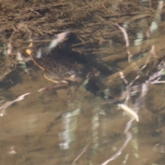 Hydromys chrysogaster (Rakali or Water Rat) at Charleys Forest, NSW - 26 Aug 2023 by LisaH