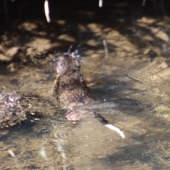 Hydromys chrysogaster at Charleys Forest, NSW - 26 Aug 2023