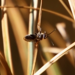 Lasioglossum (Homalictus) sp. (genus & subgenus) by LisaH