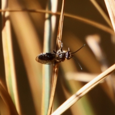 Lasioglossum (Homalictus) sp. (genus & subgenus) by LisaH