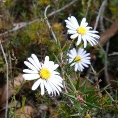 Brachyscome rigidula (Hairy Cut-leaf Daisy) at Lower Borough, NSW - 7 Jun 2023 by RobG1