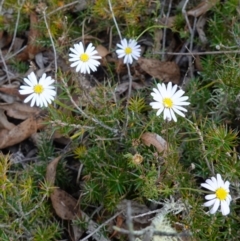 Brachyscome rigidula at Lower Borough, NSW - 7 Jun 2023