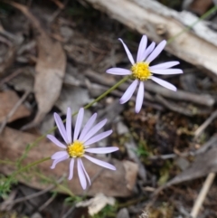 Brachyscome rigidula at Lower Borough, NSW - 7 Jun 2023 12:20 PM