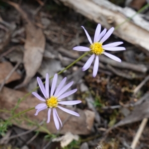 Brachyscome rigidula at Lower Borough, NSW - 7 Jun 2023 12:20 PM