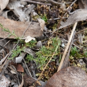 Brachyscome rigidula at Lower Borough, NSW - 7 Jun 2023 12:20 PM