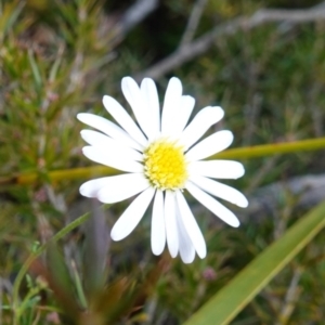 Brachyscome rigidula at Lower Borough, NSW - 7 Jun 2023