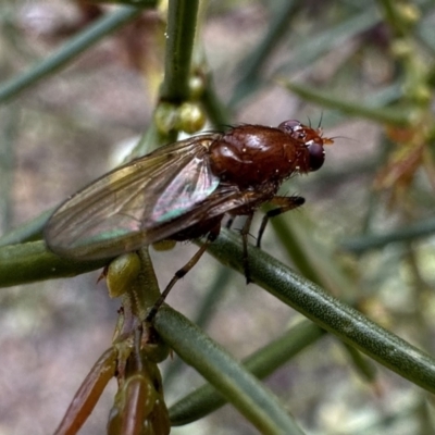 Unidentified Other true fly at Canberra Central, ACT - 25 Aug 2023 by Pirom