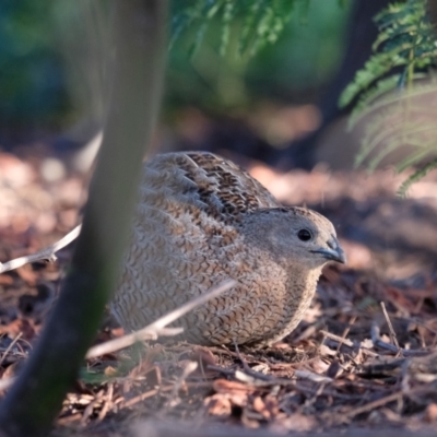 Synoicus ypsilophorus (Brown Quail) at Gungahlin, ACT - 26 Aug 2023 by KaleenBruce