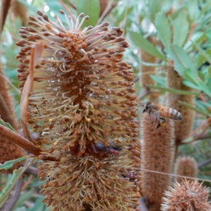 Banksia paludosa at Lower Borough, NSW - 7 Jun 2023