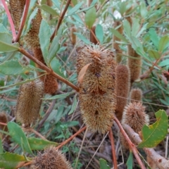 Banksia paludosa at Lower Borough, NSW - 7 Jun 2023