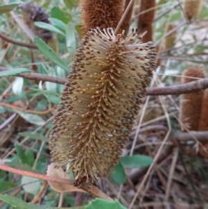 Banksia paludosa at Lower Borough, NSW - 7 Jun 2023