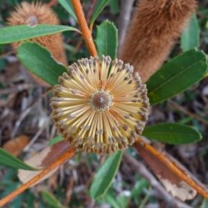 Banksia paludosa at Lower Borough, NSW - 7 Jun 2023