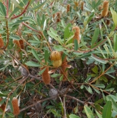 Banksia paludosa at Lower Borough, NSW - 7 Jun 2023