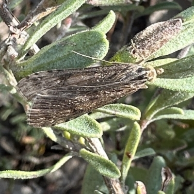 Unidentified Pyralid or Snout Moth (Pyralidae & Crambidae) at Canberra Central, ACT - 25 Aug 2023 by Pirom