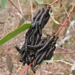 Perginae sp. (subfamily) (Unidentified pergine sawfly) at Nadgigomar Nature Reserve - 7 Jun 2023 by RobG1