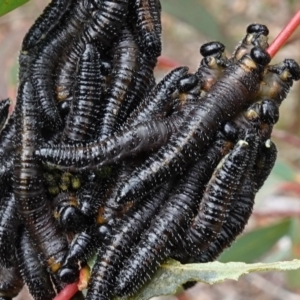 Perginae sp. (subfamily) at Lower Borough, NSW - 7 Jun 2023
