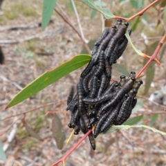 Perginae sp. (subfamily) at Lower Borough, NSW - 7 Jun 2023