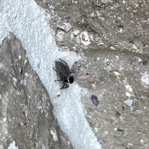 Maratus griseus at Casey, ACT - 26 Aug 2023