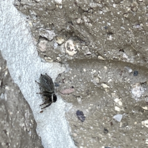 Maratus griseus at Casey, ACT - 26 Aug 2023