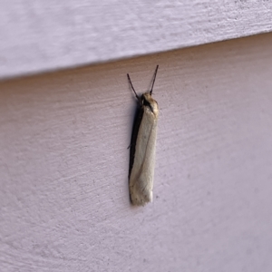 Philobota (genus) at Casey, ACT - 26 Aug 2023 02:47 PM