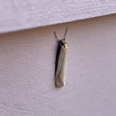 Philobota (genus) (Unidentified Philobota genus moths) at Casey, ACT - 26 Aug 2023 by Hejor1