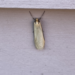 Philobota (genus) at Casey, ACT - 26 Aug 2023 02:47 PM