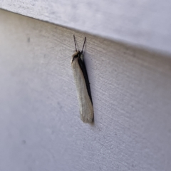 Philobota (genus) at Casey, ACT - 26 Aug 2023 02:47 PM