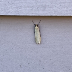 Philobota (genus) at Casey, ACT - 26 Aug 2023 02:47 PM