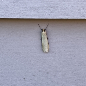 Philobota (genus) at Casey, ACT - 26 Aug 2023 02:47 PM