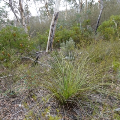 Xanthorrhoea concava (Grass Tree) at Nadgigomar Nature Reserve - 7 Jun 2023 by RobG1