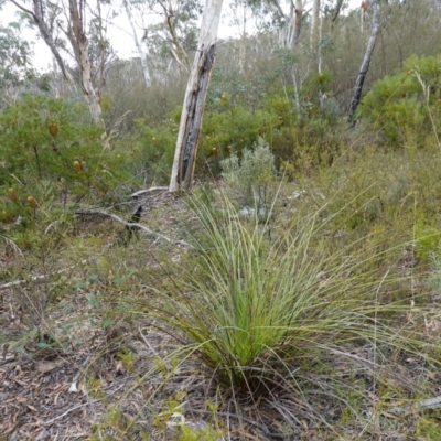 Xanthorrhoea concava (Grass Tree) at Lower Borough, NSW - 7 Jun 2023 by RobG1