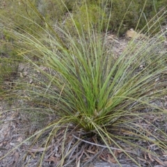 Xanthorrhoea concava at Lower Borough, NSW - 7 Jun 2023