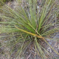 Xanthorrhoea concava at Lower Borough, NSW - suppressed